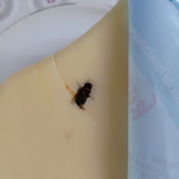 Atatürk Orman Çiftliği Kaşar Peyniri İçinden Sinek Çıktı