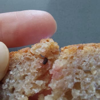 Mayaköy Organik Karabuğday Ekmeğinde Böcek