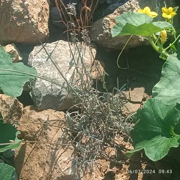 Timac Agro Avrasya Bitkiyi Faydadan Çok Zarar Veren Ürün