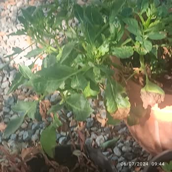 Timac Agro Avrasya Bitkiyi Faydadan Çok Zarar Veren Ürün