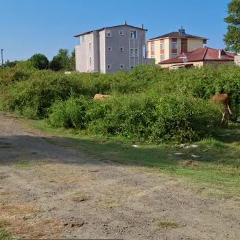Tekkeköy Belediyesi Görüntü Kirliliği Ve Dikenliklerden Yılan Ve Sürüngenlerin Çıkması!
