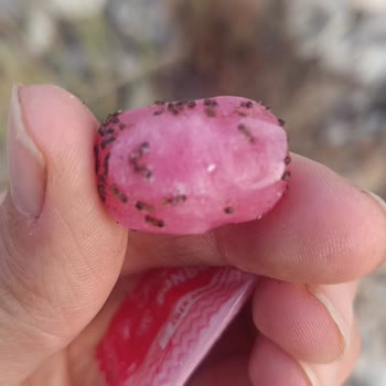 Durukan Şekerleme Sweet Route Mağdurluğu