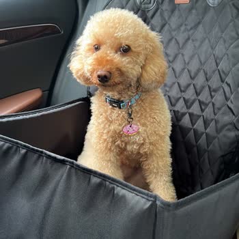 Petcode Hayvan Hastanesi (Ankara) Dr. Ateş Barut