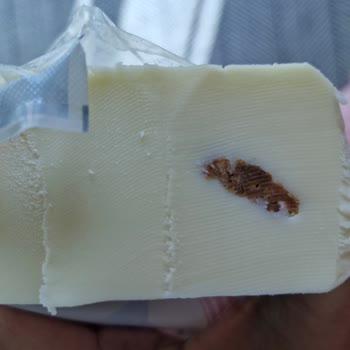 İçim Kaşar Peynirinden Çıkanlar