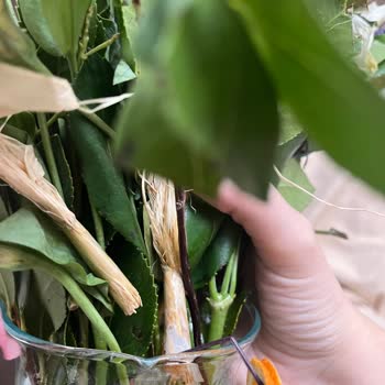 ÇiçekSepeti Çiçek Sepetinin Kırık Ürünler İçin Yaptığı Kamufle