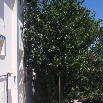 Türk Telekom Ağaç Boyutları Ve Yansımaları