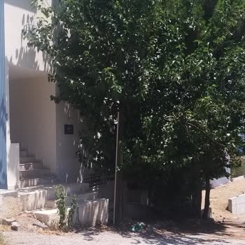 Türk Telekom Ağaç Boyutları Ve Yansımaları