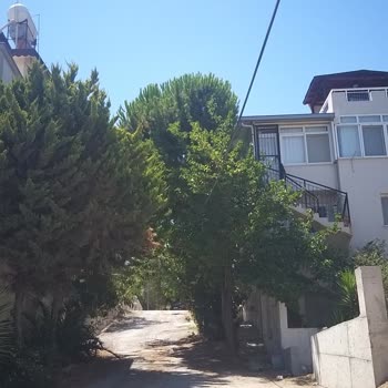 Türk Telekom Ağaç Boyutları Ve Yansımaları