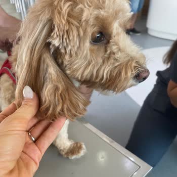 Erkin’s Grooming Salon Çocuğumu Çok Kötü Tıraş Etti!