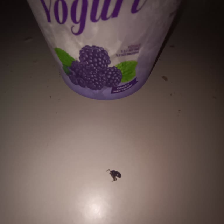 Birşah Meyveli Yoğurt Şikayet