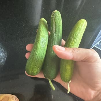 Migros'ta. Çürük Sebzeler