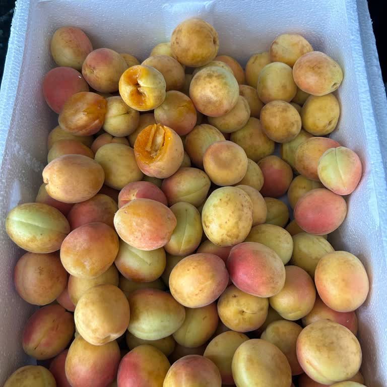 Kayısı Gelsin Kayısılar Çürük Geldi