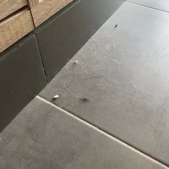 The X Belek Yemek Ve İçecek Sorunu