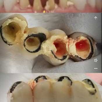 Dentaltermin Yanıltıcı Diş Kaplama Hizmeti Ve Haksız Dava