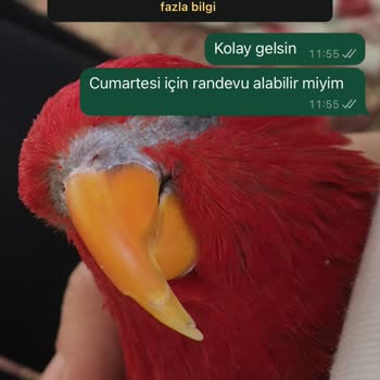 British Esthetic British Estetik Kontrol Randevusu Vermiyor