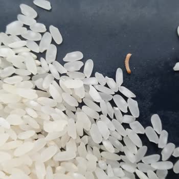 Anadolu Mutfağı Tarihi Geçmemiş Pirinçten Kurt Çıktı.