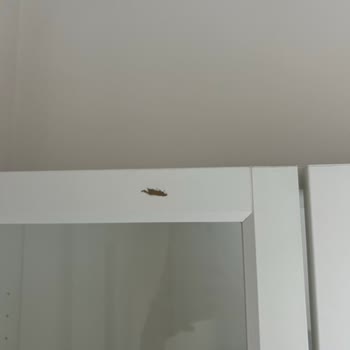 Nacaroğlu Nakliyat (İstanbul) Nacaroğlu Nakliye Şikayet