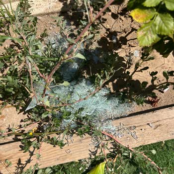 Nacaroğlu Nakliyat (İstanbul) Nacaroğlu Nakliye Şikayet