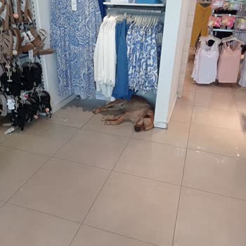 LCW  Tuzla Marina'da Köpek Sorunu!