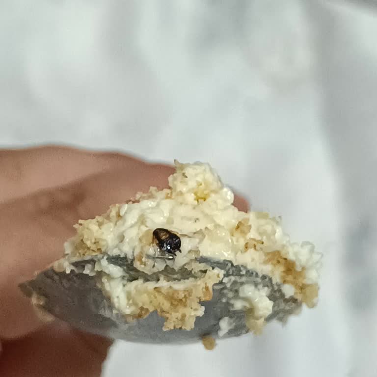 Mila Cafe Böcek Magnolya Geldi