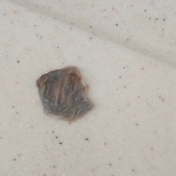 Meyöz Meyve Suyu İçinden Yabancı Madde