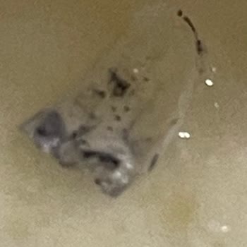 RA101 Birşah Yoğurt Hayal Kırıklığı