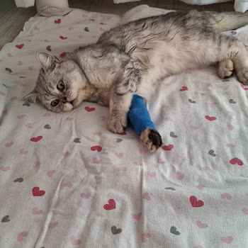 Canbalcı Veteriner Muayenehanesi Sözü Size Bırakıyorum!