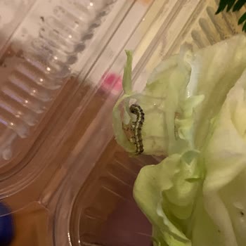 Komagene Çiğ Köfte Yeşilliklerinden Kırk Ayak Böcek Çıktı