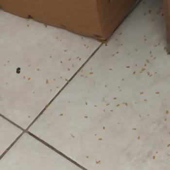 Şok Marketler Şok Markete Kokudan Girilmiyor