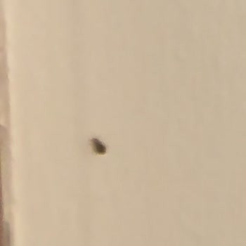 Sundia Exclusive By Liberty Tahta Kuruları