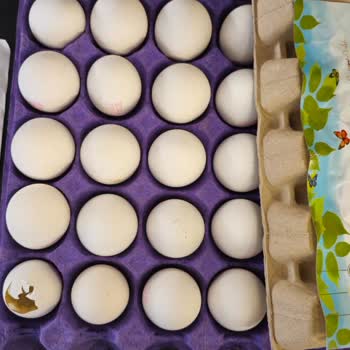 Ercanlar Yumurta Küflenmiş Yumurta Satıyor