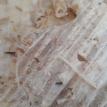 Tadımaraş Tarhana Bozuk Küflenmiş Ürün Gönderiyor