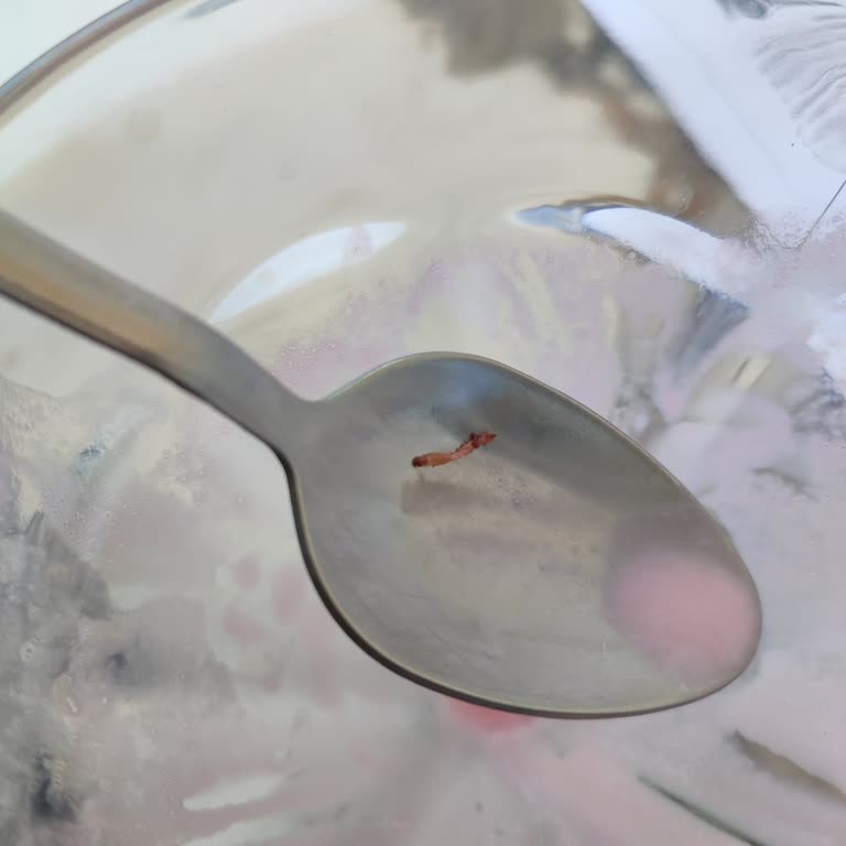 Fair Dondurma Dondurmada Kurtçuk Çıktı