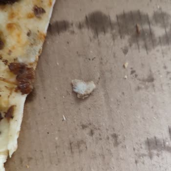 Yemeksepeti Pideden Kemik Çıktı!