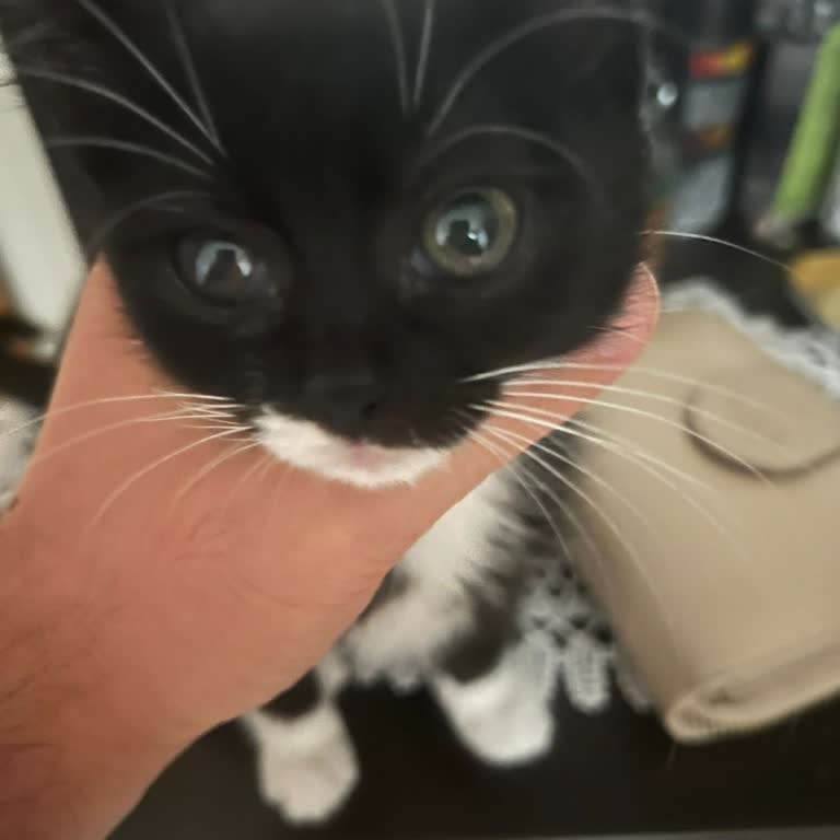 Bayer İnsan Sağlığı Üzerindeki Olumsuz Etkiler