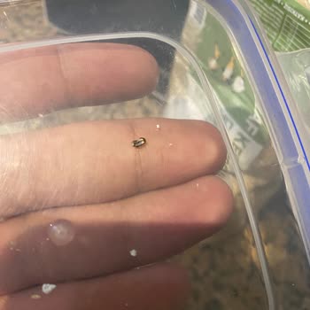 Kappadokia Böcekli Yulaf Kepeği