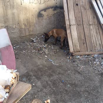 Kahramankazan Belediyesi Ankara Kazan Bölgesindeki Temizlik Sorunları