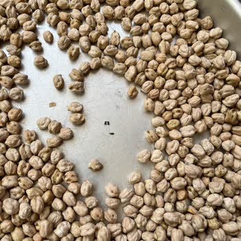 BİM Saban Beyaz Nohut Aşurelik Buğday