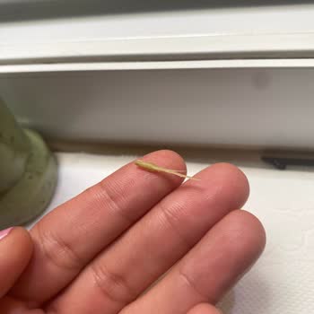 Chef Seasons Sos İçinden Çıkan