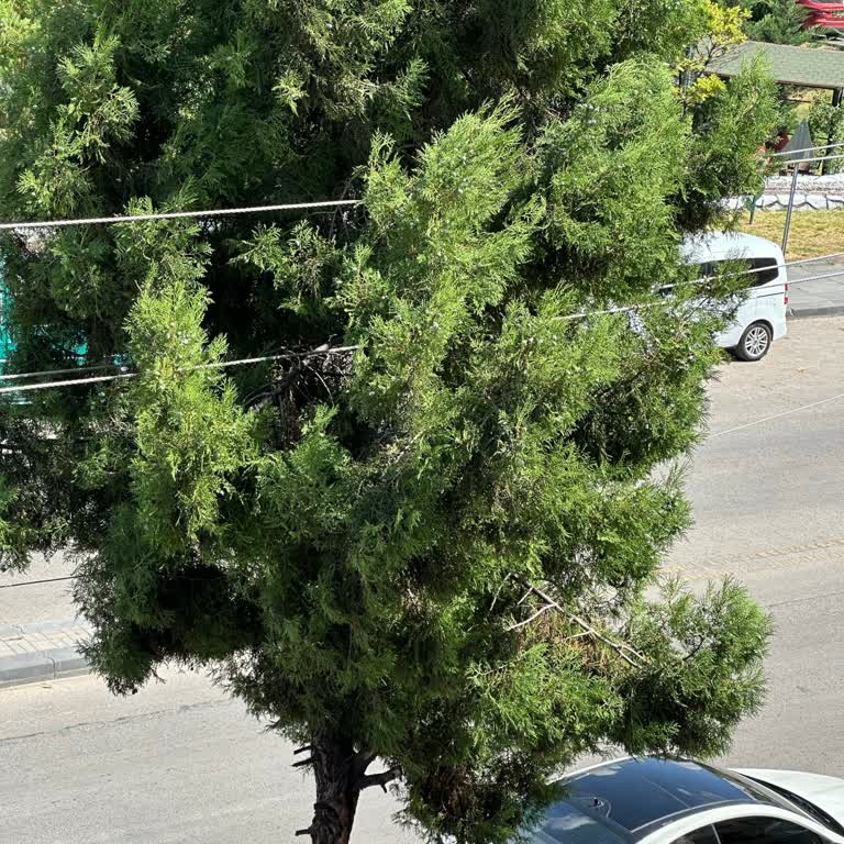 Keçiören Belediyesi Elektrik Tellerine Giren Ağaç Kesimi Hakkında