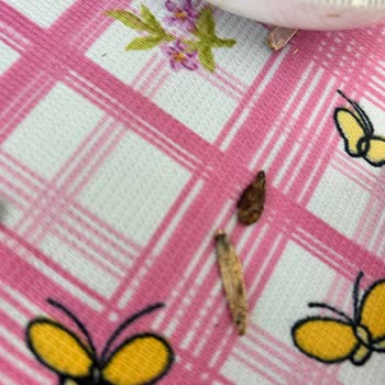 Tadım Marka Çekirdekleri Küflü