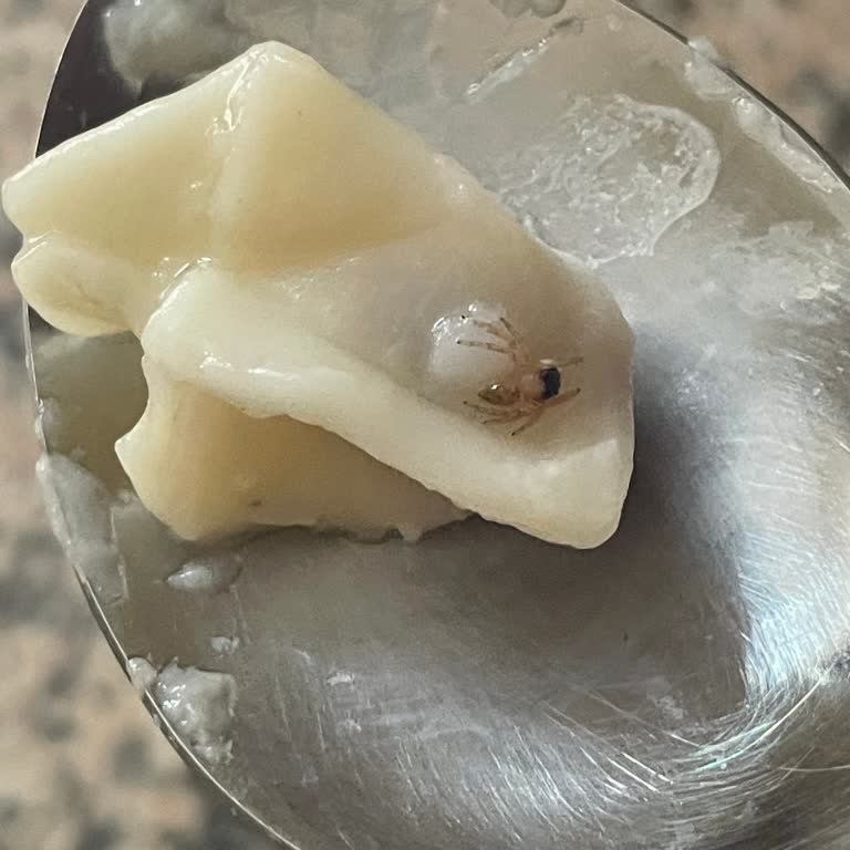 Superfresh Mantıda Çıkan Örümcek