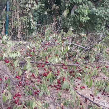 Medaş Tarafından Bahçemdeki Ağaçlarım Kesildi