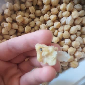 BİM Saban Marka Nohudun İçinden Siyah Böcekler Cıktı