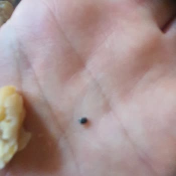 BİM Saban Marka Nohudun İçinden Siyah Böcekler Cıktı