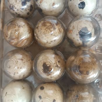 A101 Kurtlanmış Kokmuş Ürün