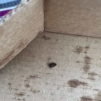 Yüksekova Domino's Pizza Böcek Çıktı!