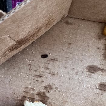 Yüksekova Domino's Pizza Böcek Çıktı!