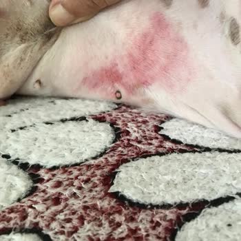 Zonguldak Veteriner Kliniği Zonguldak Veteriner Klinigi Tıraş Faciası