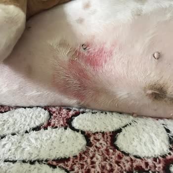 Zonguldak Veteriner Kliniği Zonguldak Veteriner Klinigi Tıraş Faciası